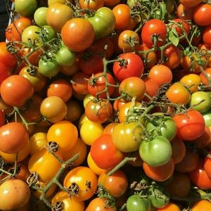 Meet your Posher, Esther